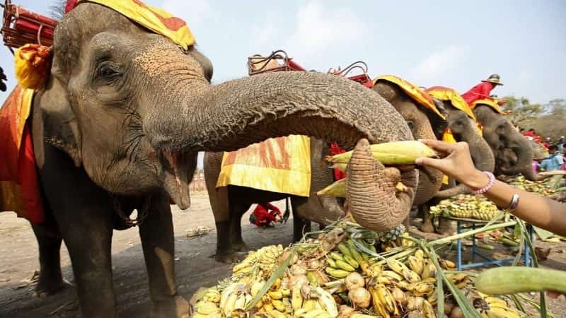 Праздник слона в Тайланде