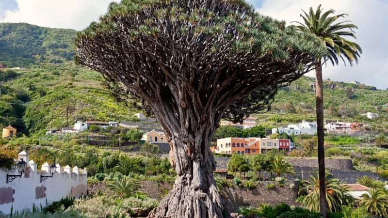 Драконово дерево Тенерифе