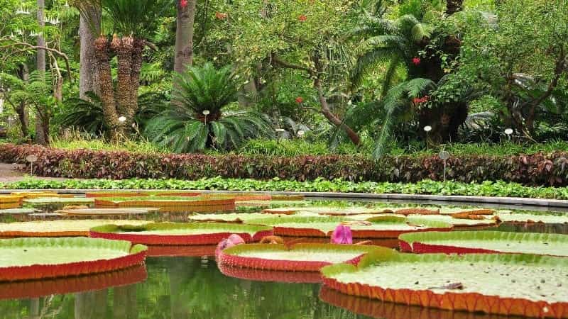 Ботанический сад (Пуэрто-де-ла-Крус)