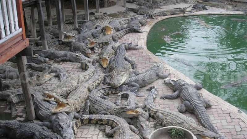 Крокодиловая ферма Самутпракан