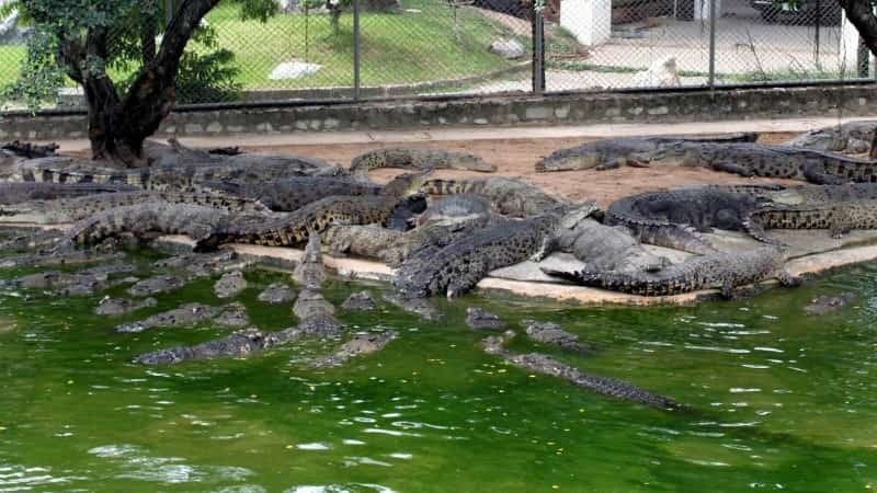 Крокодиловая ферма Бангкок фото