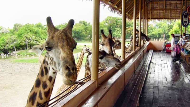 Зоопарк Safari Park Бангкок