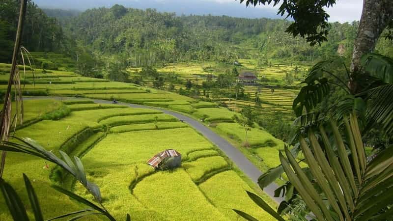 Рисовые поля Бали