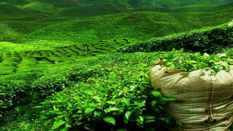 Чайные плантации Шри Ланка фото