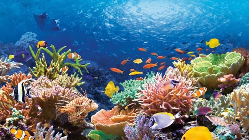 Большой Барьерный риф кораллы