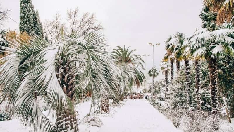 Погода в Сочи зимой