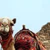 Интересные животные в Египте из зоопарка "Гиза" - кого посмотреть?